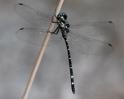 Eusynthemis nigra male-2274